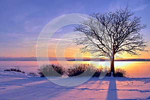 Winter sea sunset and a tree in Finland