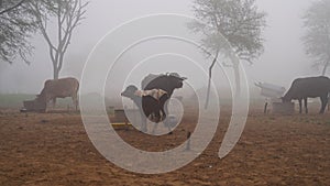 Winter season  animal husbandry and pets facing the cold weather. Misty foggy morning in background