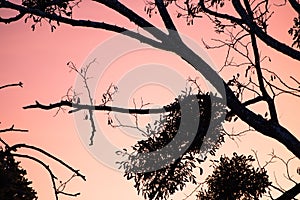 Winter season coming - silhouette of nude tree branches in orange sunset sky