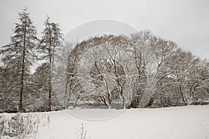 Winter season nearby a river caled Sieg, trees like willows covered by fresh snow