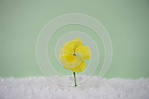 Winter season photography image of yellow pansy flower in small glass jar in snow with light green background