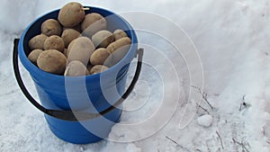 Winter season. Potato in blue plastic pail