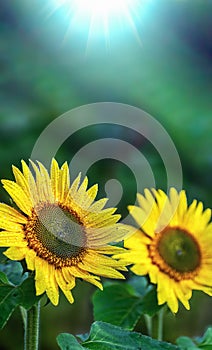 Winter seasonal bright yellow Sunflowers blooming in the of te plant in the roof top pot garden.India