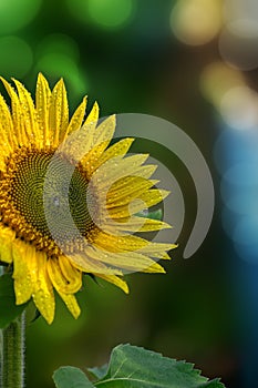 Winter seasonal bright yellow Sunflowers blooming in the of te plant in the roof top pot garden.India