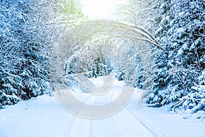 Winter seasonal landscape. Road in winter forest with snow covered trees with sunlight