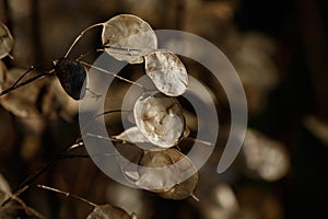 Winter Seed Pods on an Annual Honesty Plant.