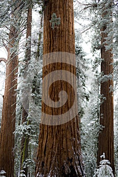 Winter sequoias