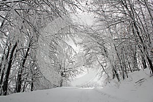 Winter in Serbia photo