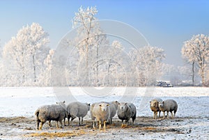 Winter sheep