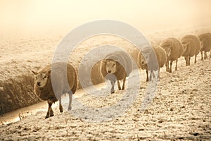 Winter Sheep