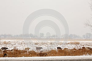 In winter, sheep and sheep graze on the street. In the fields, a flock of sheep among the grass.