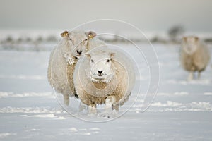 Winter sheep in snow