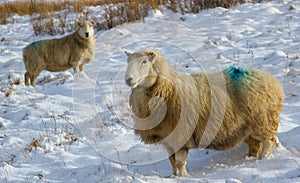 Winter sheep