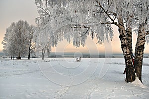 Winter shore of a frozen lake and trees with frozen branches hoarfrost  the shore.