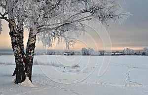 Winter shore of a frozen lake and trees with frozen branches hoarfrost  the shore.