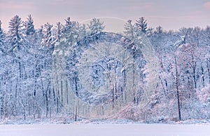 Winter Shoreline