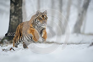 Winter shot of jumping siberian tiger in the snow forest landscape. Panthera tigris altaica