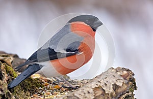 Winter shot of male Eurasian Bullfinch perched on tree stump with clean winter background