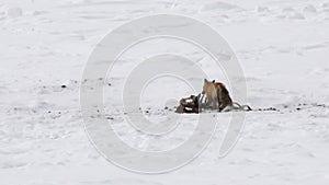 winter shot of a red fox scavenging on a bison carcass at yellowstone