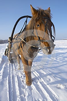 Winter in Siberia photo