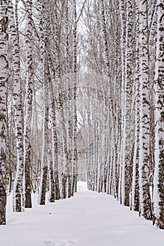 Winter in Siberia. A beautiful view of the snow-covered birch alley in the city park