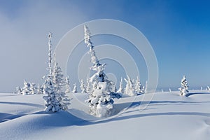 Winter in Siberia photo