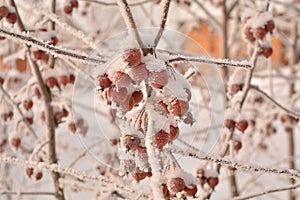 Winter Sibiria frozen hoar frost fruits red apples tree snow branches