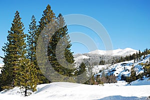 Winter in the Sierra Nevada Mountains