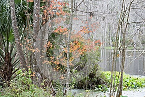 Autumn leaves at the Silver River