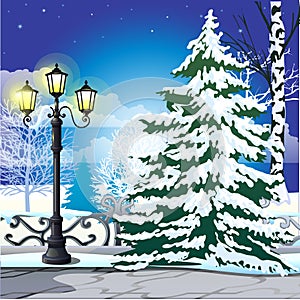 Winter sketch on the background of snowy spruce and vintage street lamp in the Park. Sample of Christmas and New year