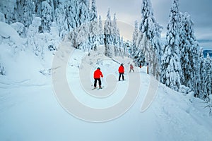 Winter ski resort with skiers and snowy trees, Transylvania, Romania