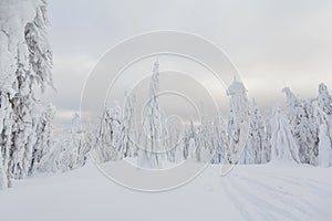 Winter skitour trekking Beskidy mountains photo