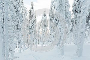 Winter skitour trekking Beskidy mountains photo