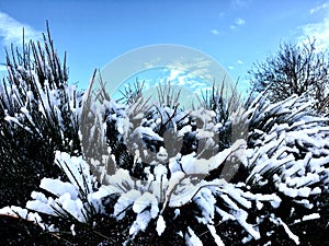Winter sky with frozen plant background