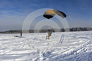 Winter skydiving. A yellowsuit skydiver is landing on the snow.