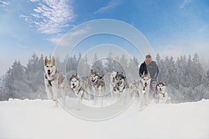 Winter sled dog race in the wonderful winter landscape in the ba