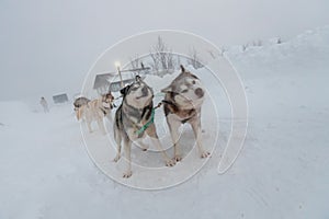 Winter Sled dog racing musher and husky. Sled dog racing alaskan malamute snow winter competition race.