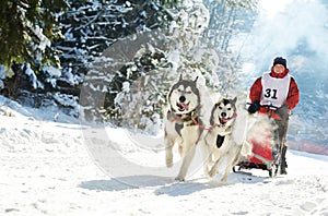 Winter Sled dog racing ï¿½ musher and Siberian husky