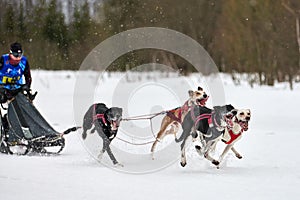 Winter sled dog racing