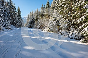 Winter in Slovakia Tatra mountains. peaks and trees covered in snow