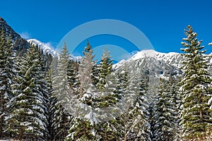 Zima na Slovensku Tatry. vrcholky a stromy pokryté sněhem