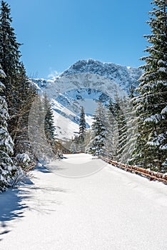 Zima na Slovensku v Tatrách. vrcholy a stromy pokryté snehom