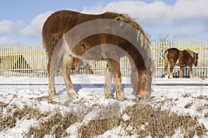 Winter. Small foals get their food from -under snow