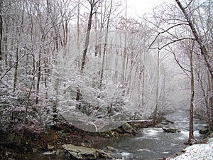 Winter in the Smokies photo