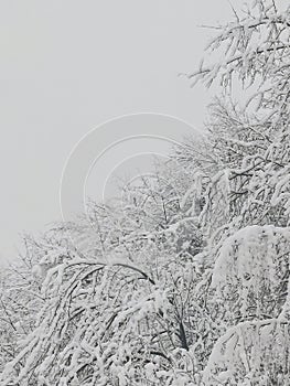 Winter snow amazing cold tree white