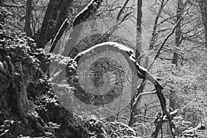 The winter snow on the bare branches of the trees