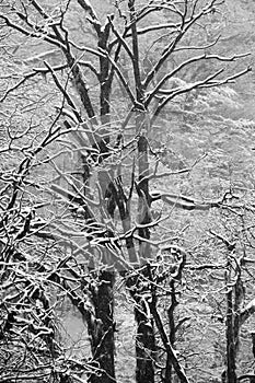 The winter snow on the bare branches of the trees