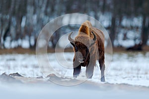 Winter with snow and big animal. European bison in the winter forest, cold scene with big brown animal in the nature habitat, snow