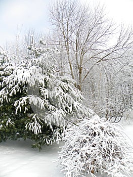 Winter snow blankets pine boughs