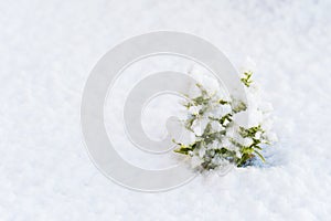 Winter snow on the branches of a coniferous plant. Snowy texture Top view of snow. Texture for design. Snowy white texture.